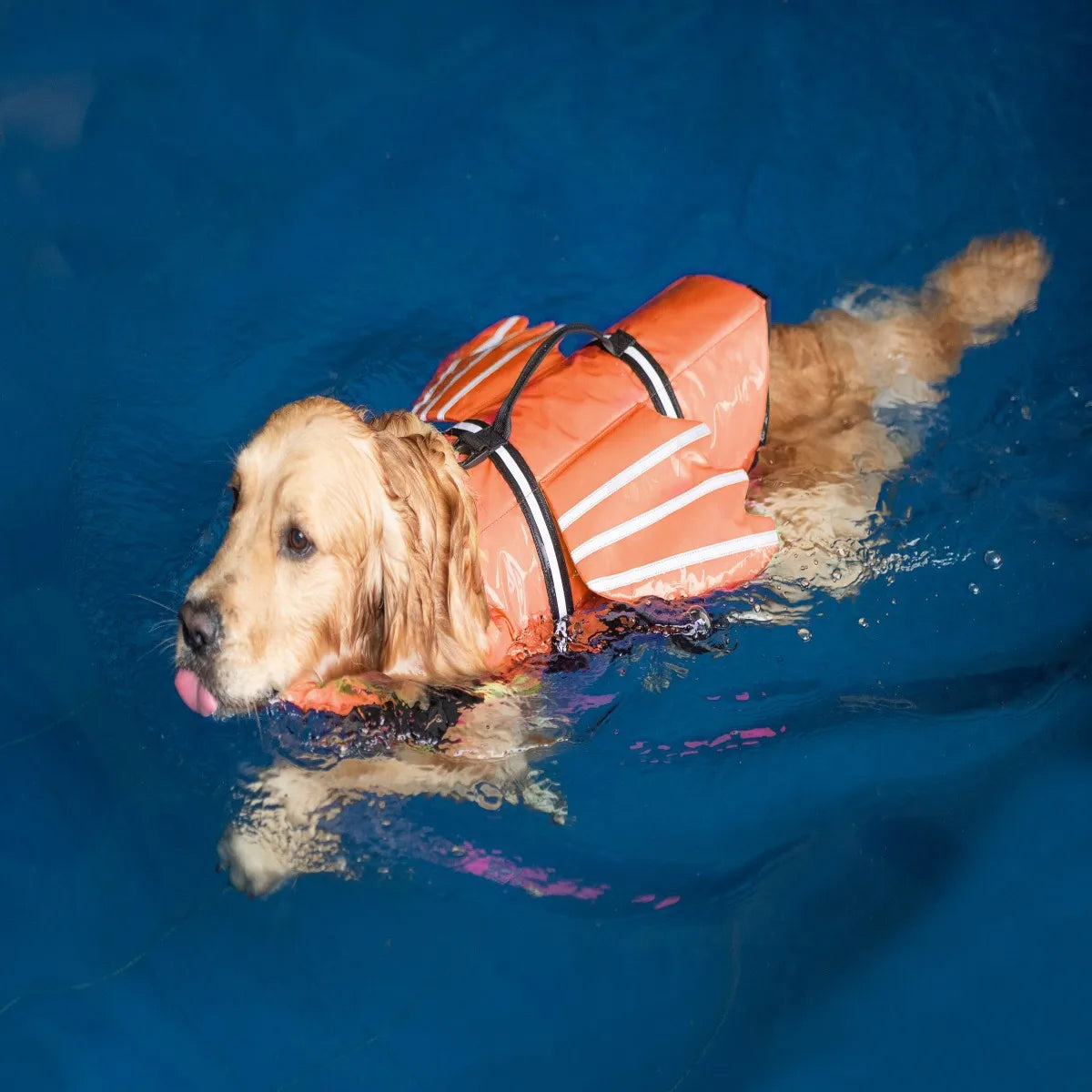 Pet Life Jacket with Chin Float